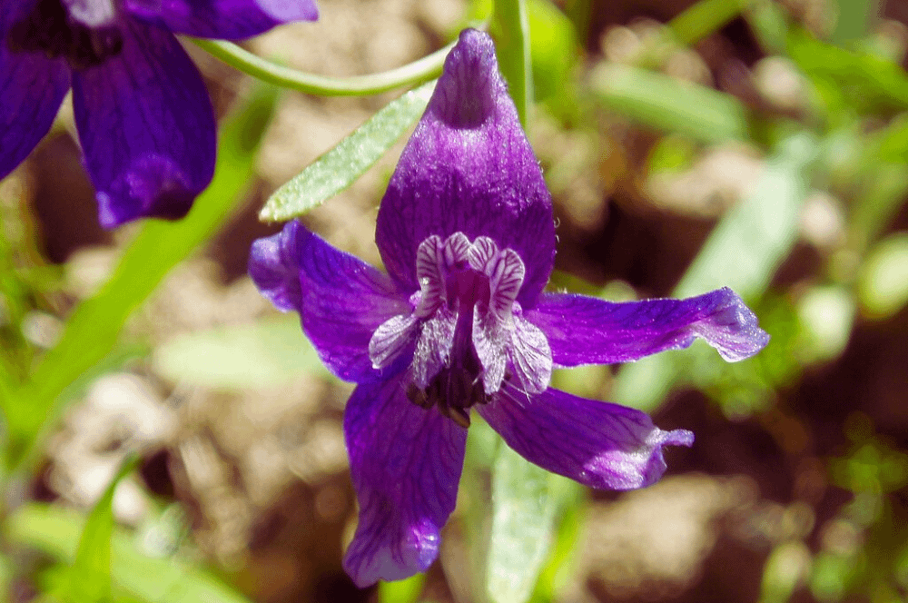 ELIXIR FLORAL LARKSPUR (leadership)