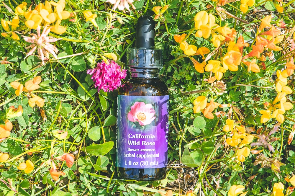 ELIXIR FLORAL CALIFORNIA WILD ROSE (enthousiasme) – Image 2