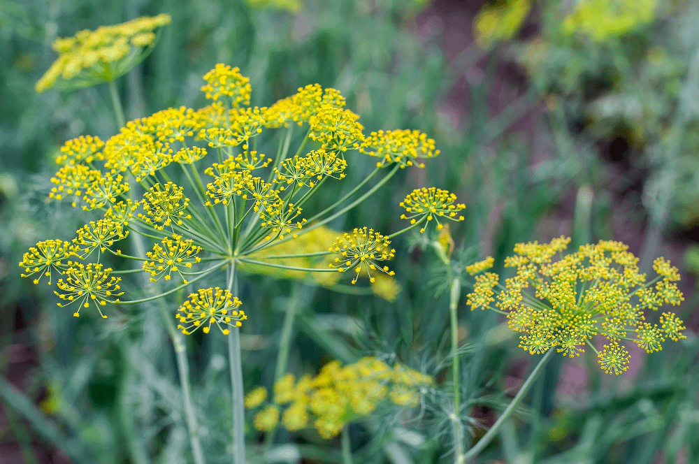 ELIXIR FLORAL DILL (hypersensibilité)