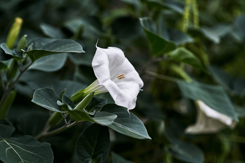 ELIXIR FLORAL ANGEL'S TRUMPET (peur de la mort)