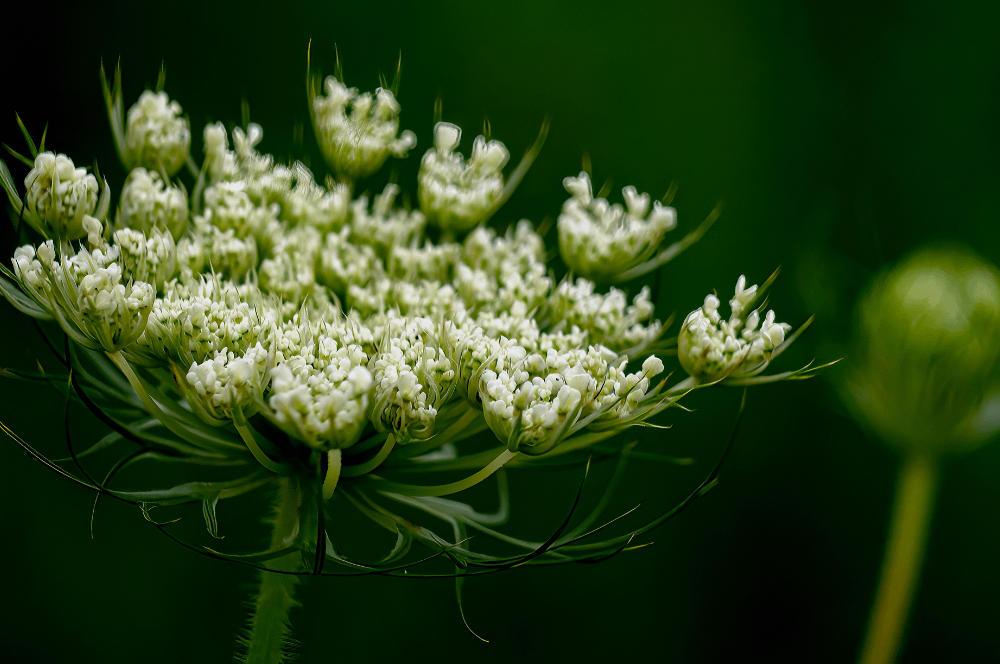 ELIXIR FLORAL QUEEN ANNE'S LACE (vision)