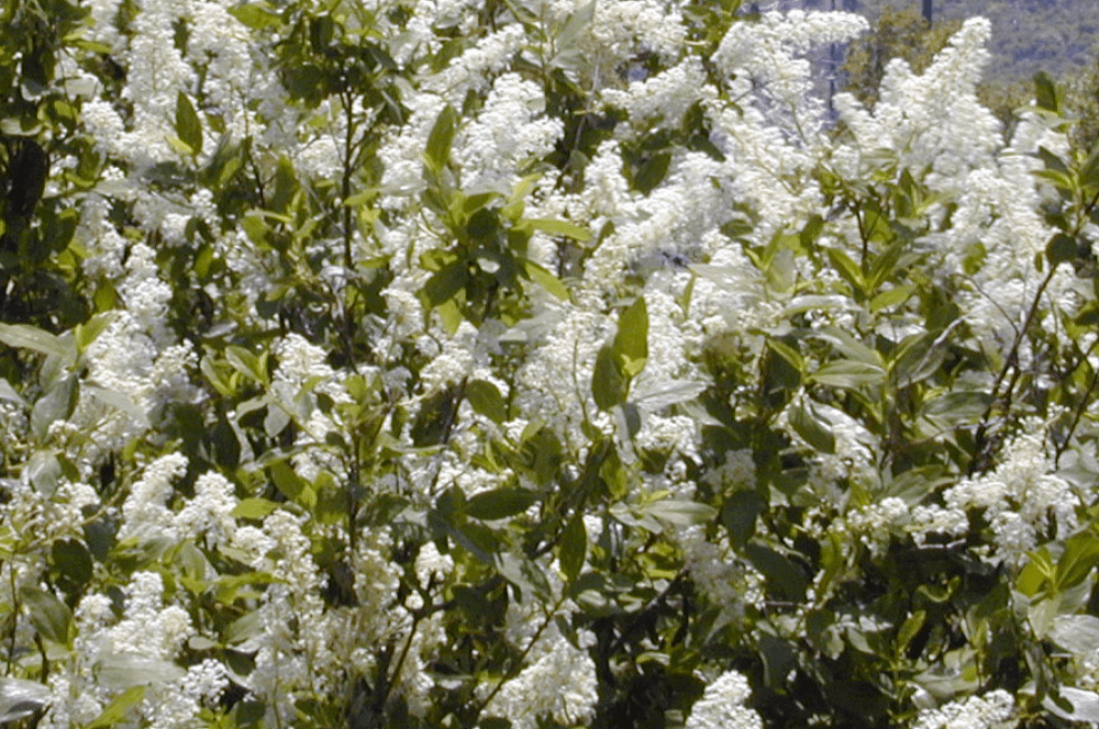 ELIXIR FLORAL DEERBRUSH (authenticité)