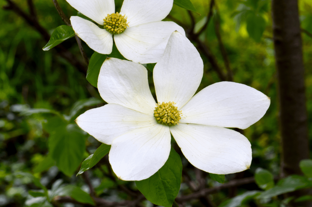 ELIXIR FLORAL DOGWOOD (douleurs du corps)