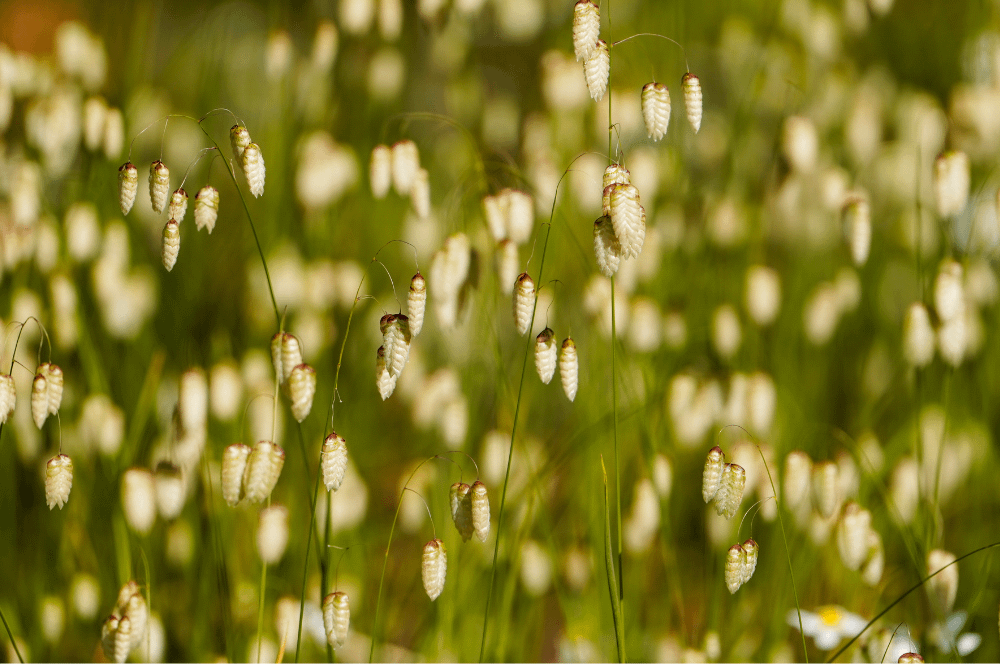 ELIXIR FLORAL QUAKING GRASS (harmonie en groupe)