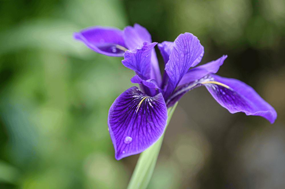 ELIXIR FLORAL IRIS (inspiration créatrice)