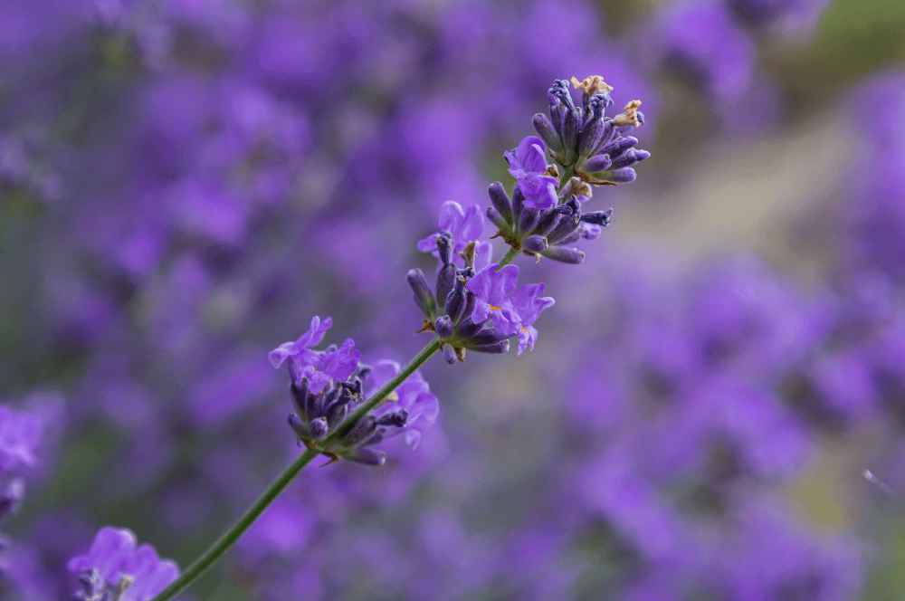 ELIXIR FLORAL LAVENDER (tension nerveuse)