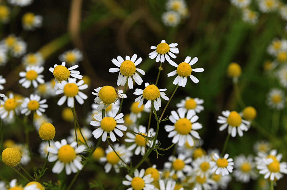 ELIXIR FLORAL CHAMOMILE (zénitude)