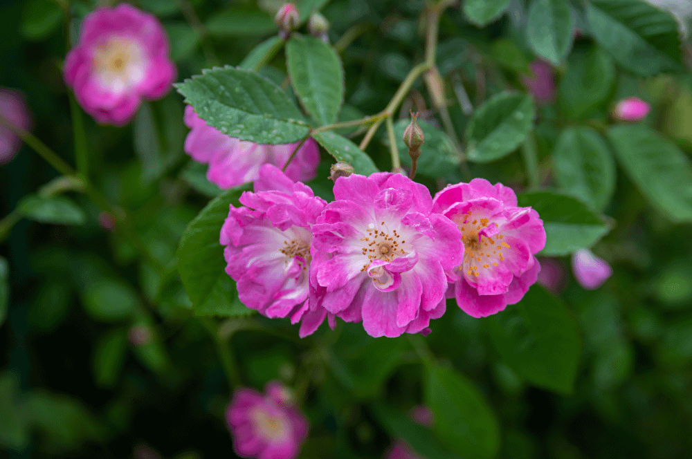 ELIXIR FLORAL CALIFORNIA WILD ROSE (enthousiasme)