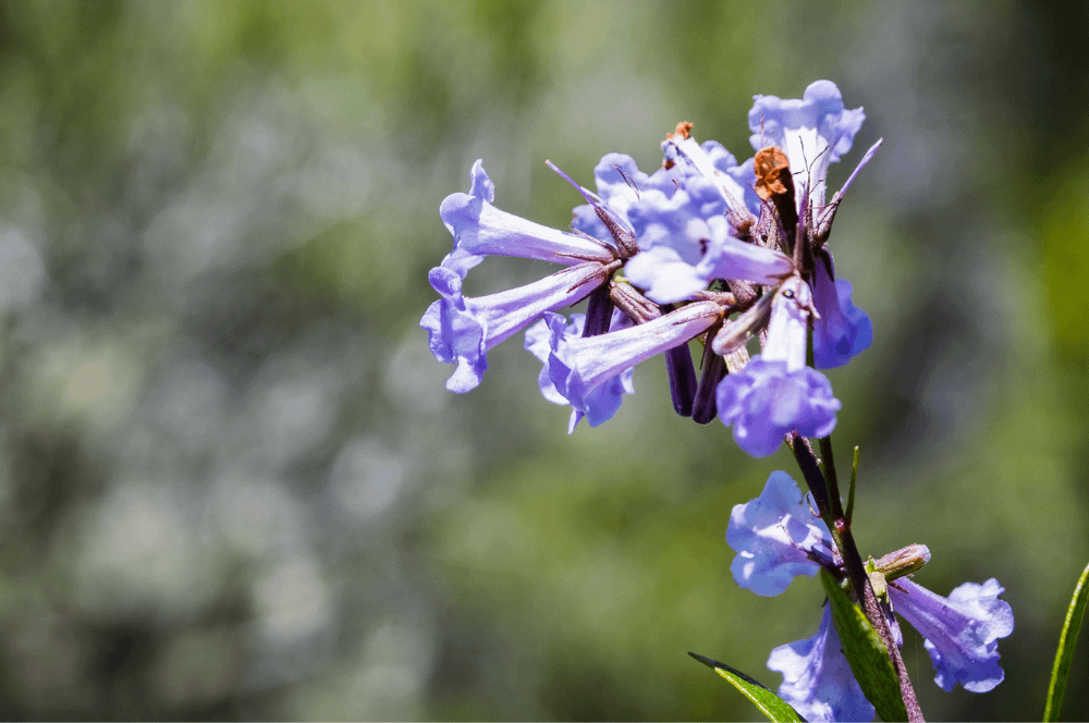 ELIXIR FLORAL YERBA SANTA (tristesse)