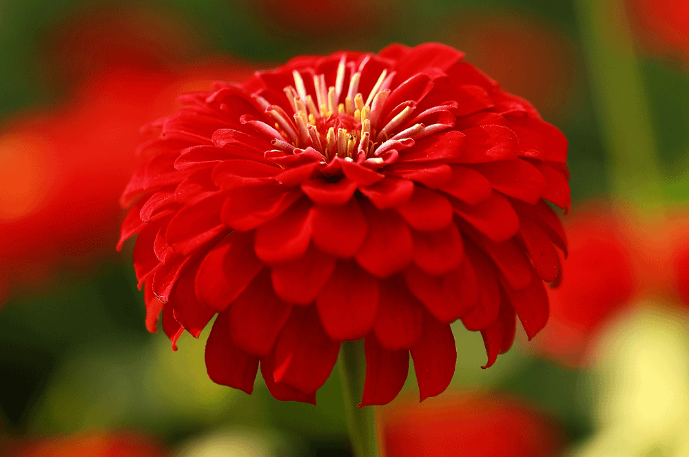 ELIXIR FLORAL ZINNIA (spontanéité)