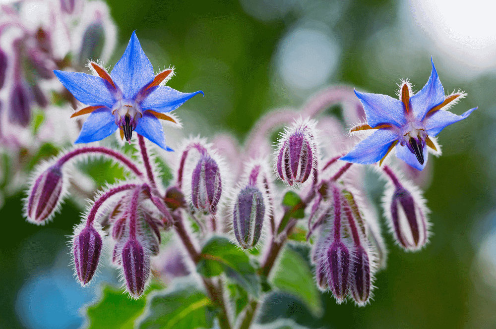 ELIXIR FLORAL BORAGE (optimisme)