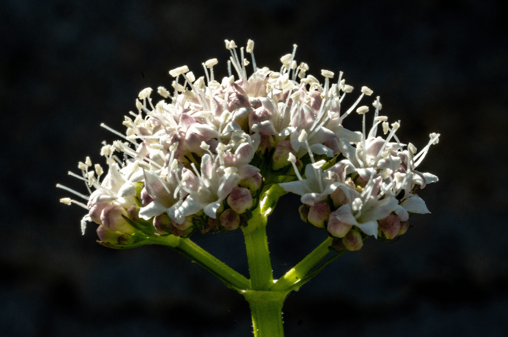 ELIXIR FLORAL CALIFORNIA VALERIAN (anxiété)