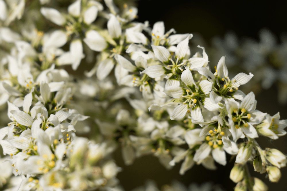 ELIXIR FLORAL CORN LILY (vieillissement)