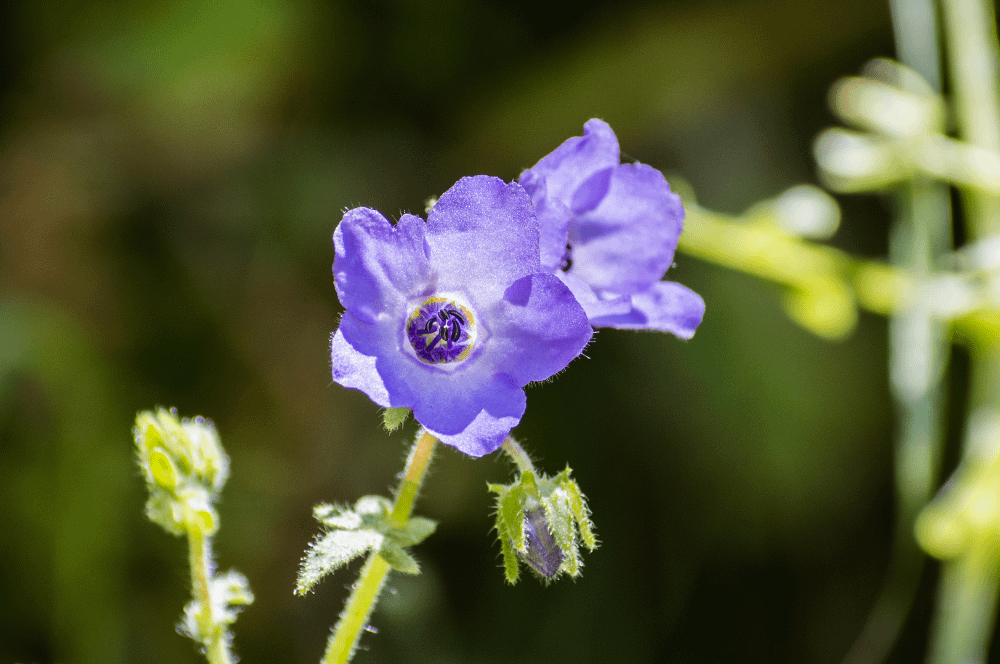 ELIXIR FLORAL FIESTA FLOWER (tolérance)