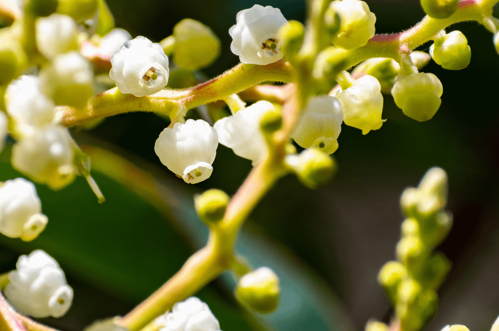 ELIXIR FLORAL MADRONE (acceptation du corps)