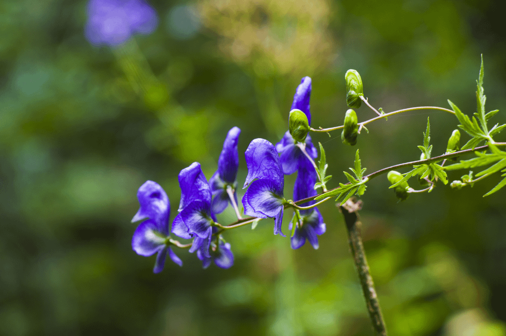 ELIXIR FLORAL MONKSHOOD (capacités psychiques)