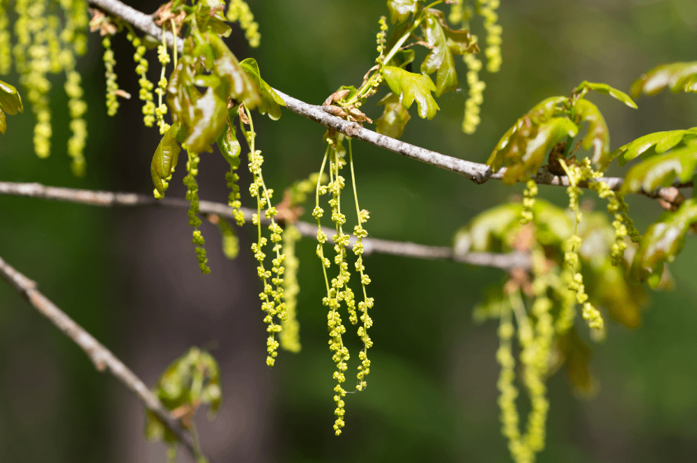 22. Oak / Chêne (force tranquille)