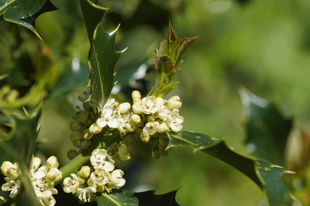 15. Holly / Houx (ouverture de coeur)