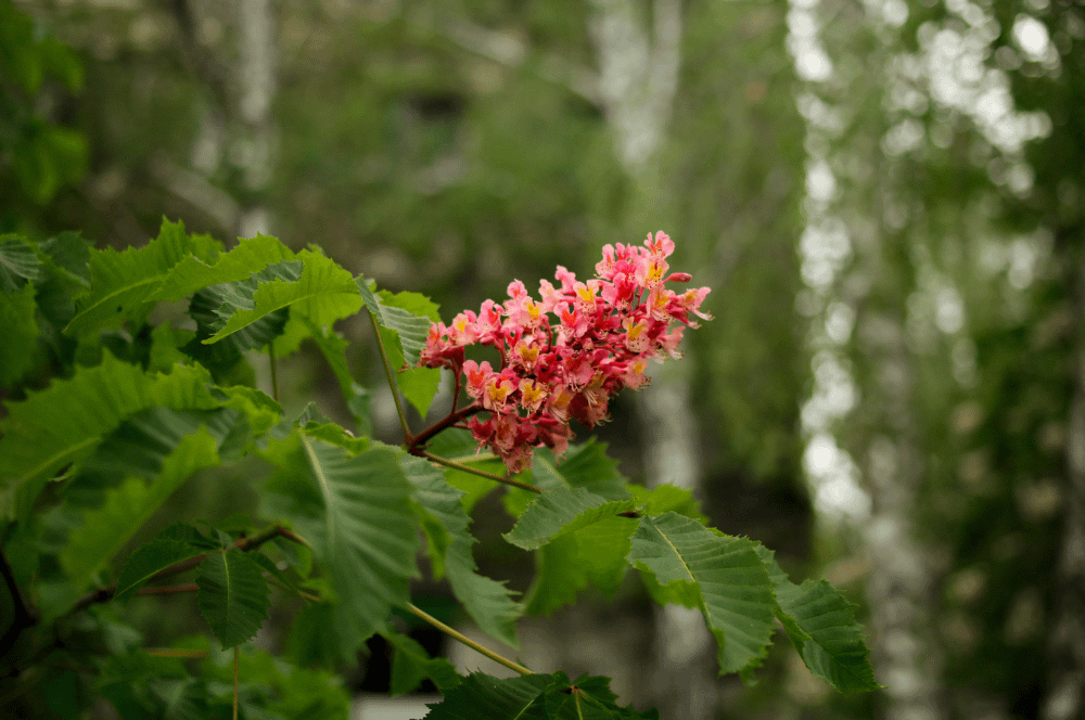 25. Red Chestnut / Marronnier Rouge (courage)