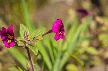 Elixir floral - Mimulus purple Monkeyflower - Valmir
