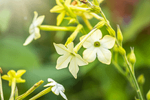 Elixir floral - Green Nicotiana - Valmir
