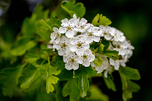 Elixir floral - Hawthorn - Aubépine - Valmir
