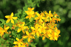 Elixir floral - Millepertuis - valmir
