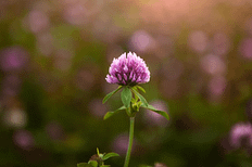 Elixir floral - trèfle - Valmir