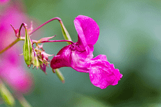 Fleurs de Bach - Impatience - Impatiens - - Valmir