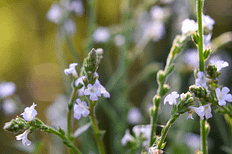 Fleurs de Bach - Verveine Vervain - Valmir