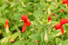 Elixir floral - Mimulus rouge - Valmir