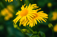 Elixir floral - Arnica - Valmir