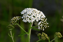 Elixir floral - Achillée millefeuille - Valmir
