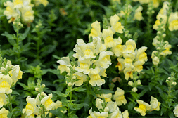 Elixir floral - Muflier - Valmir