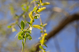 Fleurs de Bach - Saule - Willow - Valmir