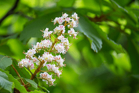 Fleurs de Bach - Marronnier Blanc - White chestnut - Valmir