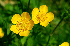 Elixir-floral-buttercup-valmir
