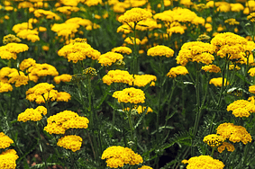 Elixir floral - Achillée jaune - Valmir