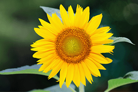 Elixir floral - Tournesol - Valmir