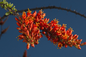 Elixir floral - Ocotillo - Valmir