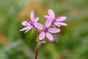 Elixir floral - Erodiul - Filaree - Valmir