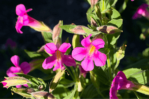 Elixir floral - Mimulus rose - Valmir