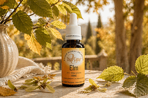 Elixir bach Vallespir 11 Elm - Valmir.jpg