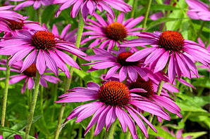 Elixir floral - Echinacee pourpre - Valmir