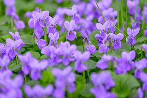 Elixir floral - Violette - Valmir