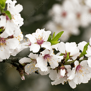 ELIXIR FLORAL ALMOND (développement)