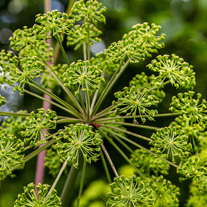 ELIXIR FLORAL ANGELICA (protection spirituelle)