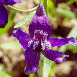 ELIXIR FLORAL LARKSPUR (leadership)