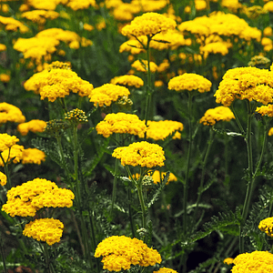 ELIXIR FLORAL GOLDEN YARROW (hypersensibilité sociale)