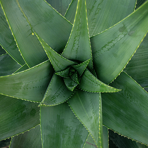 ELIXIR FLORAL ALOE VERA (burn-out)